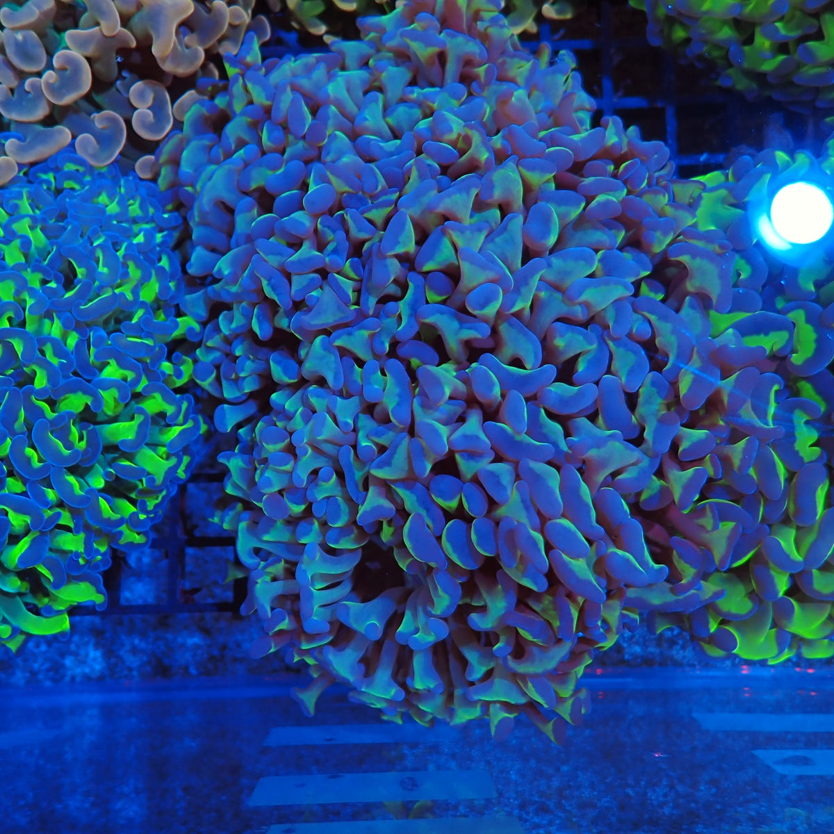 Euphyllia Ancora AA008 | Fimbriaphyllia ancora at Red Sea 20k →