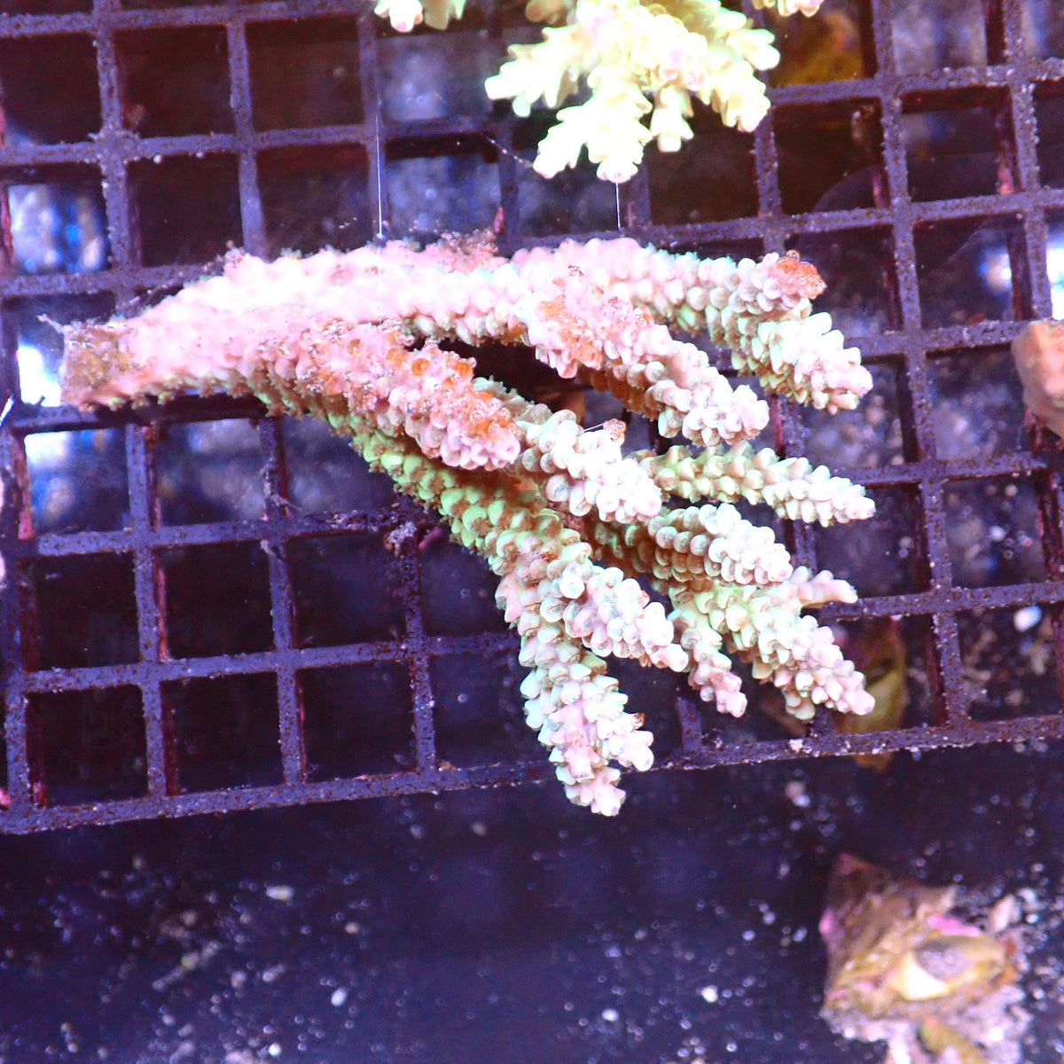 Acropora (SPS) AA009 | Acropora sp. - Red Sea 15K
