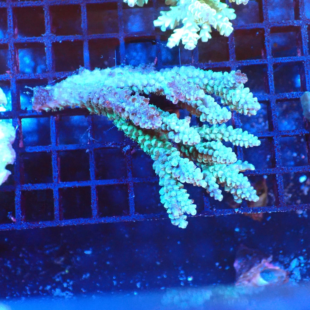 Acropora (SPS) AA009 | Acropora sp. - Red Sea 20K LED