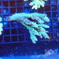 Acropora (SPS) AA009 | Acropora sp. - Red Sea 20K LED