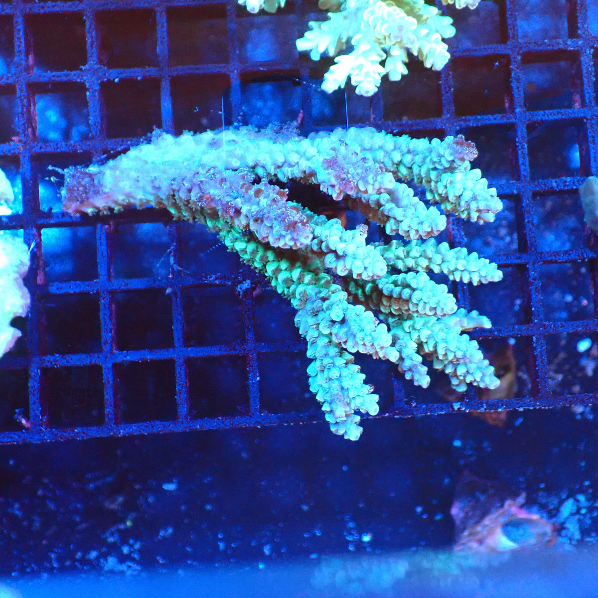 Acropora (SPS) AA009 | Acropora sp. - Red Sea 20K LED