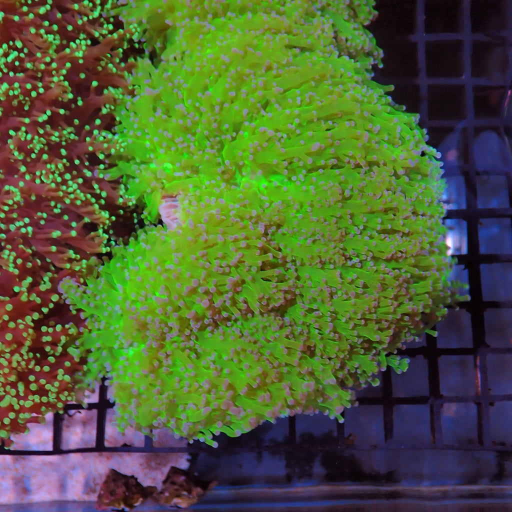 Euphyllia Divisa AA009 | Fimbriaphyllia divisa - Red Sea 15K