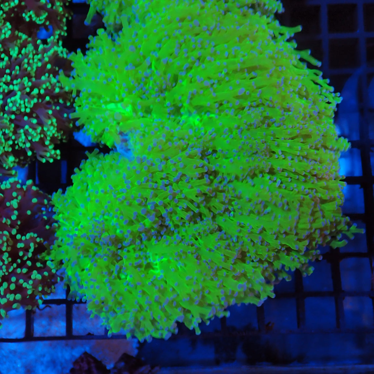 Euphyllia Divisa AA009 | Fimbriaphyllia divisa - Red Sea 20K LED