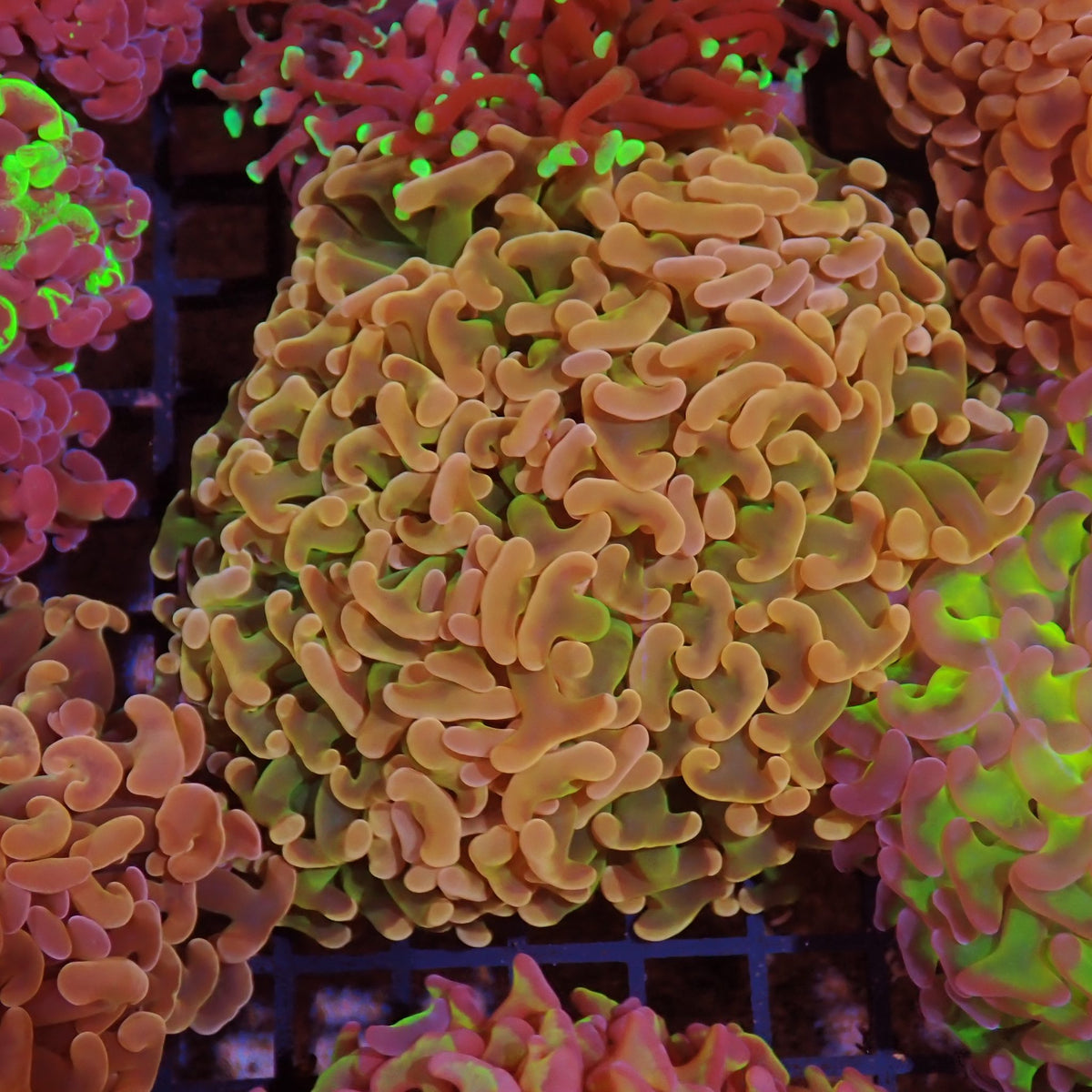 Euphyllia Ancora AA009 | Fimbriaphyllia ancora - Red Sea 15K