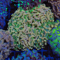 Euphyllia Ancora AA009 | Fimbriaphyllia ancora - Red Sea 20K LED