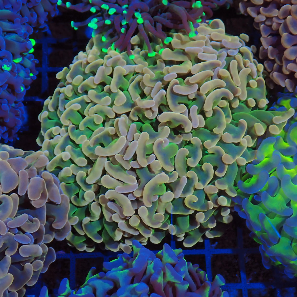 Euphyllia Ancora AA009 | Fimbriaphyllia ancora at Red Sea 20k →