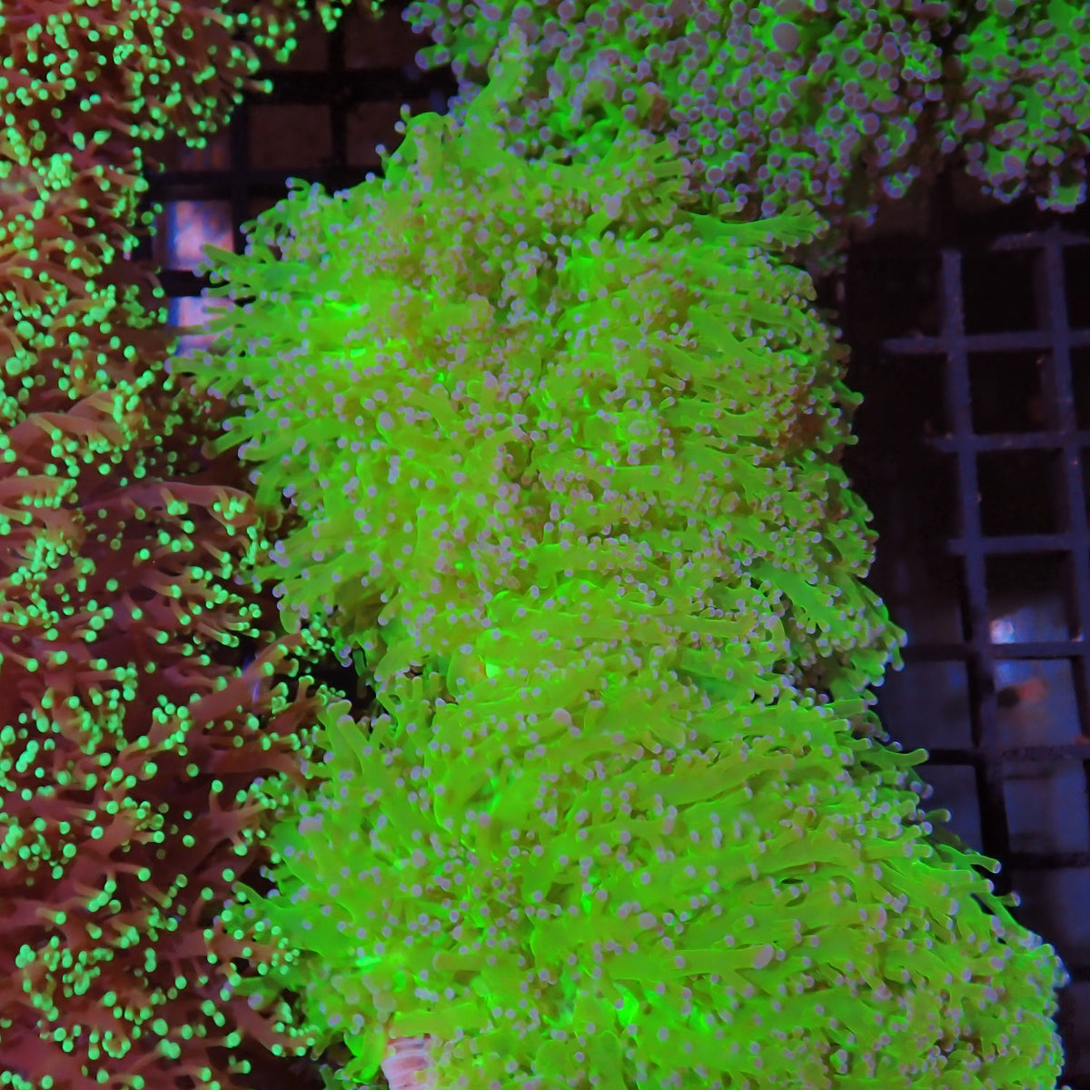 Euphyllia Divisa AA010 | Fimbriaphyllia divisa - Red Sea 15K