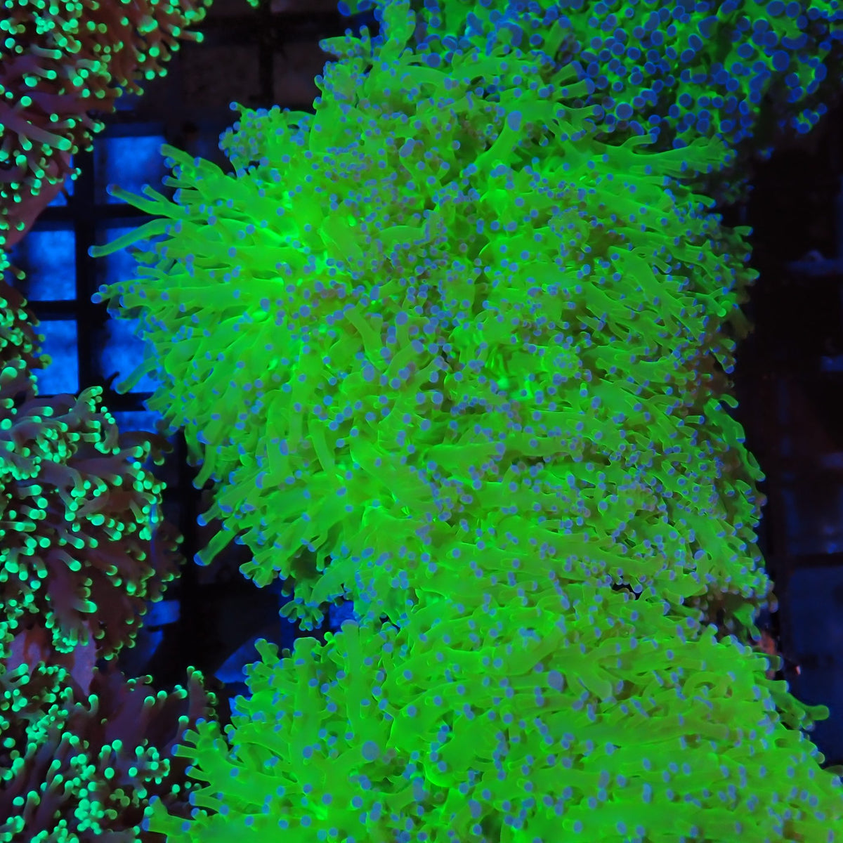 Euphyllia Divisa AA010 | Fimbriaphyllia divisa - Red Sea 20K LED
