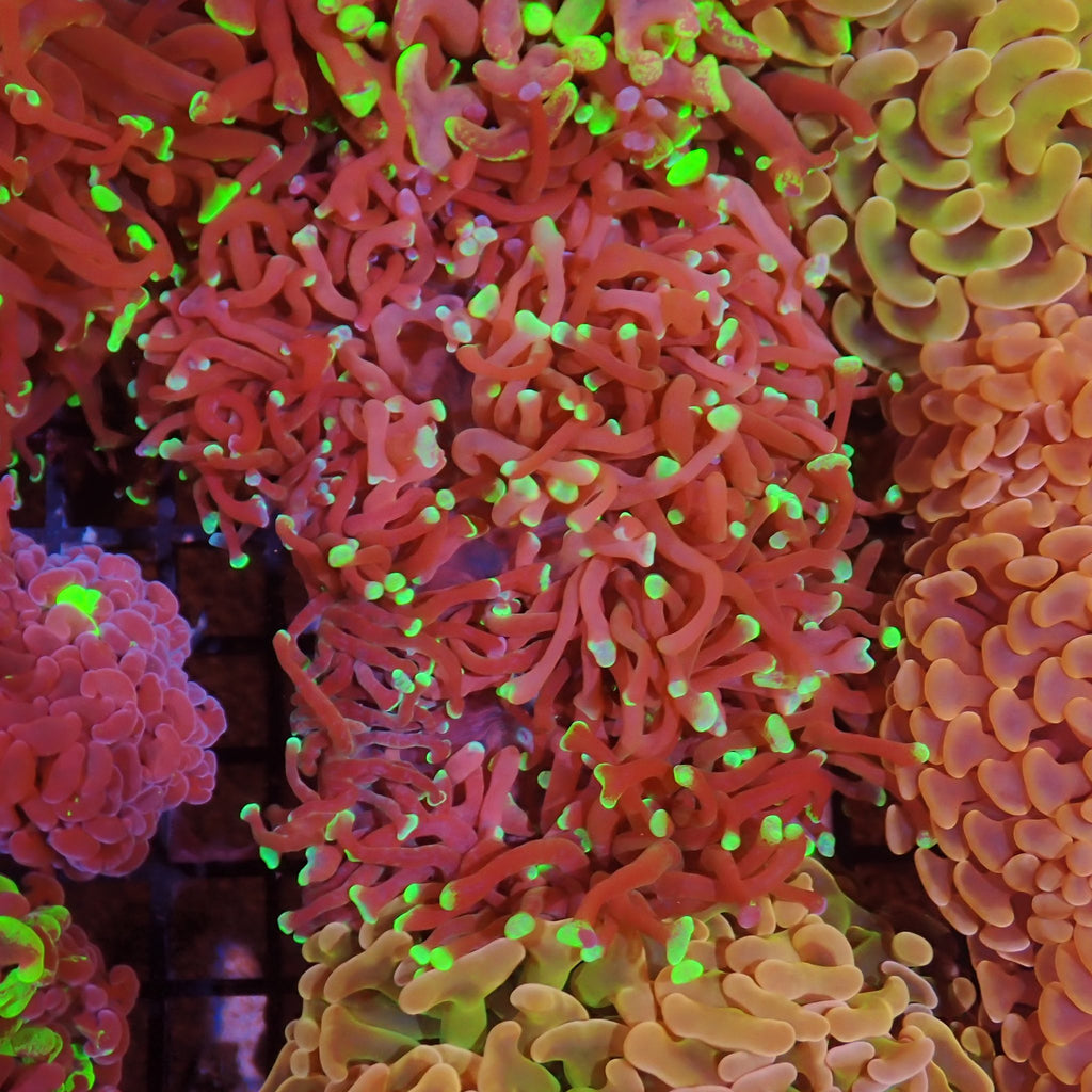 Euphyllia Ancora AA010 | Fimbriaphyllia ancora - Red Sea 15K