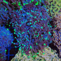 Euphyllia Ancora AA010 | Fimbriaphyllia ancora - Red Sea 20K LED