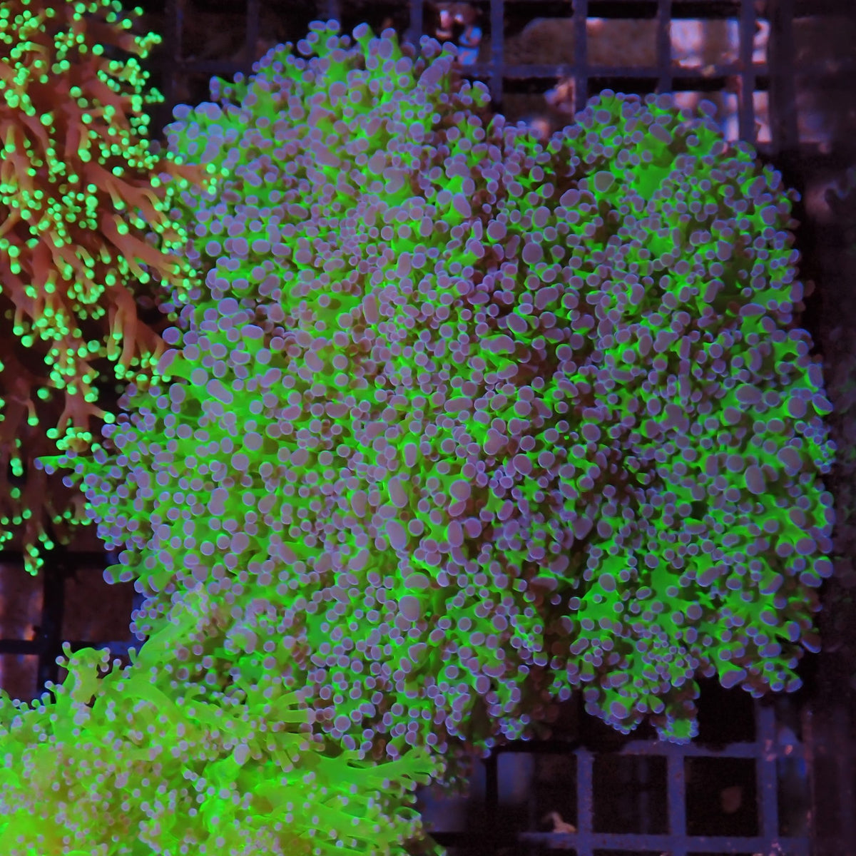 Euphyllia Divisa AA011 | Fimbriaphyllia divisa at ← Red Sea 15k