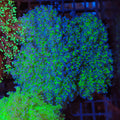 Euphyllia Divisa AA011 | Fimbriaphyllia divisa - Red Sea 20K LED