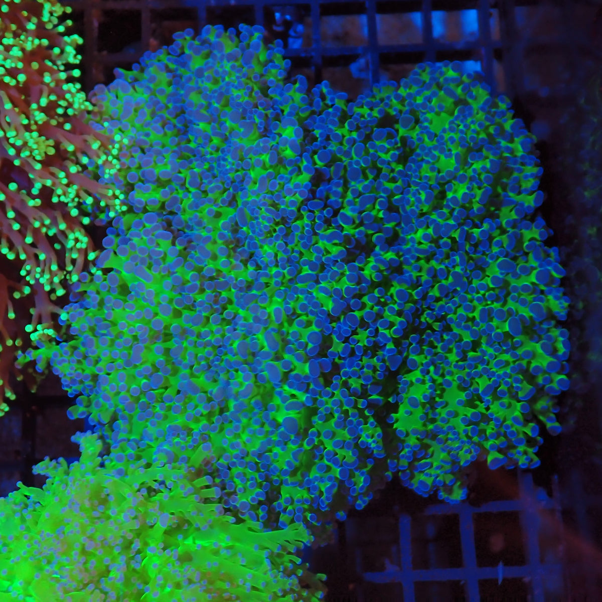 Euphyllia Divisa AA011 | Fimbriaphyllia divisa - Red Sea 20K LED