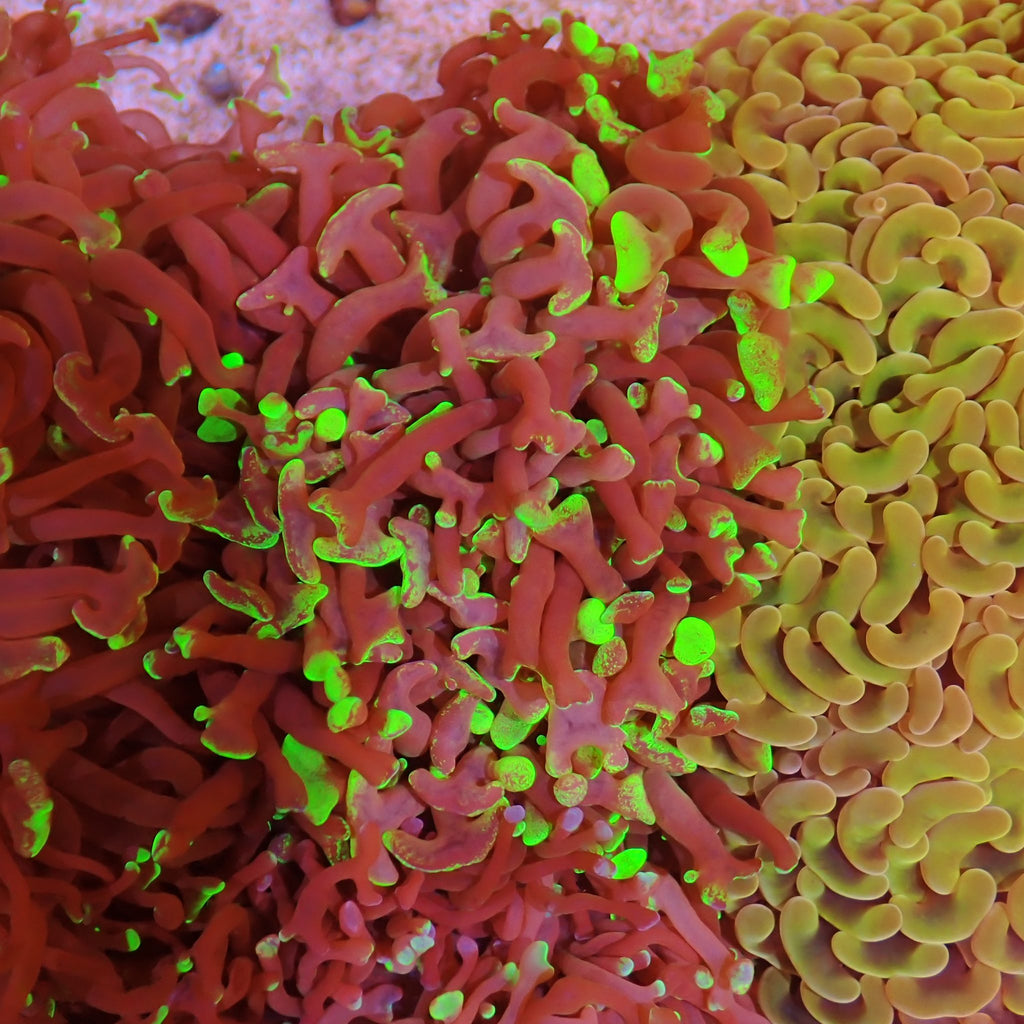 Euphyllia Ancora AA011 | Fimbriaphyllia ancora - Red Sea 15K