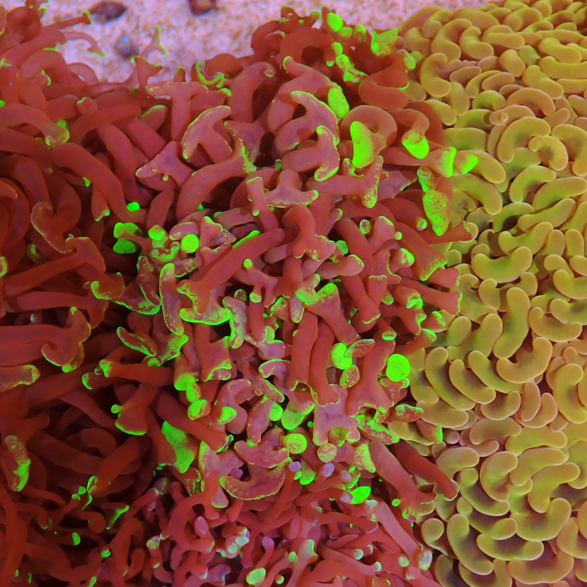 Euphyllia Ancora AA011 | Fimbriaphyllia ancora at ← Red Sea 15k