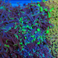 Euphyllia Ancora AA011 | Fimbriaphyllia ancora - Red Sea 20K LED