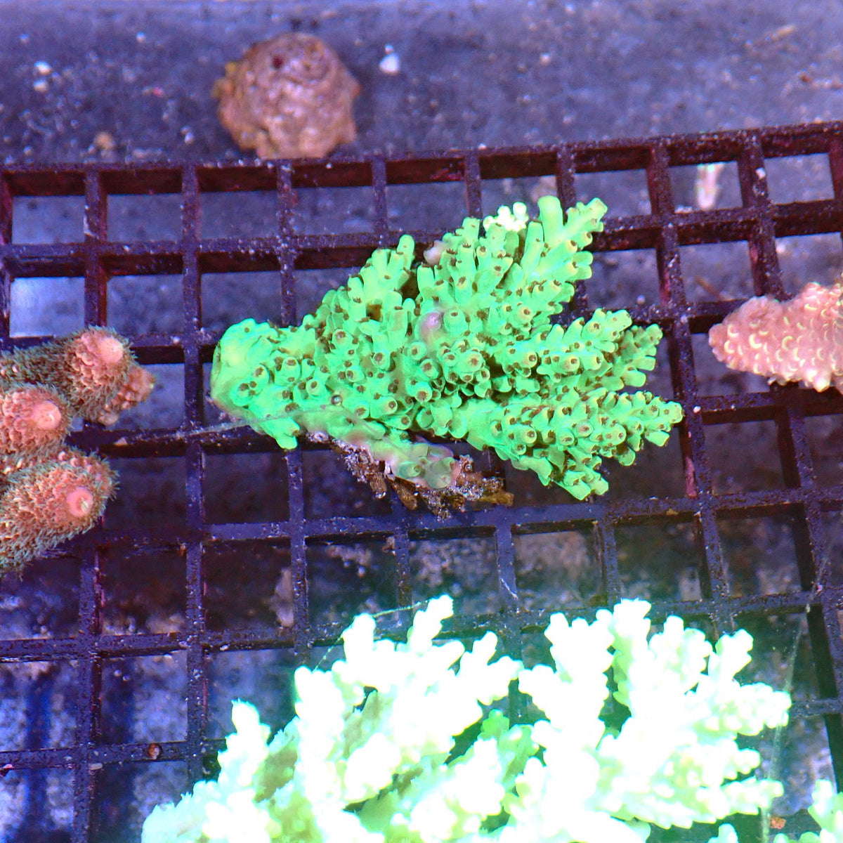 Acropora (SPS) AA012 | Acropora sp. at ← Red Sea 15k