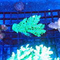 Acropora (SPS) AA012 | Acropora sp. - Red Sea 20K LED