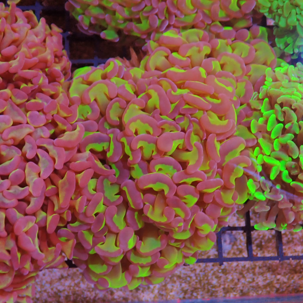 Euphyllia Ancora AA012 | Fimbriaphyllia ancora - Red Sea 15K