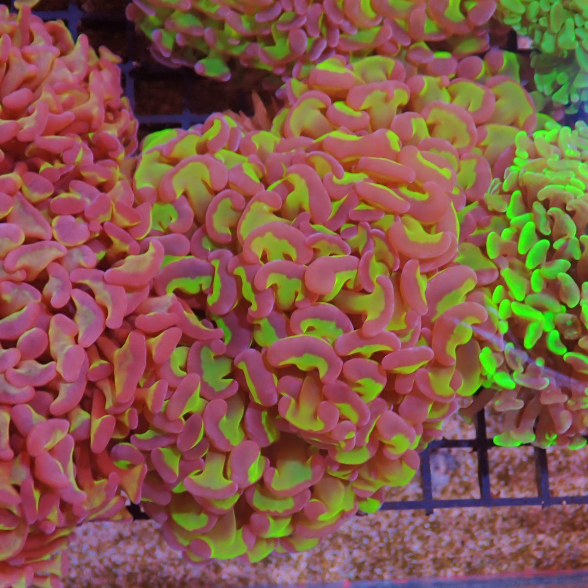 Euphyllia Ancora AA012 | Fimbriaphyllia ancora at ← Red Sea 15k