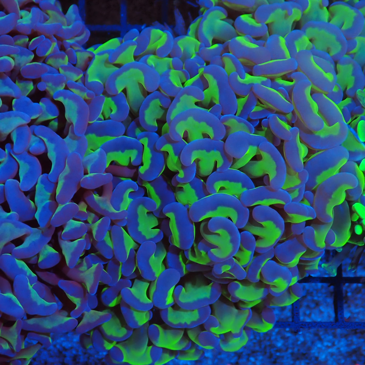 Euphyllia Ancora AA012 | Fimbriaphyllia ancora at Red Sea 20k →