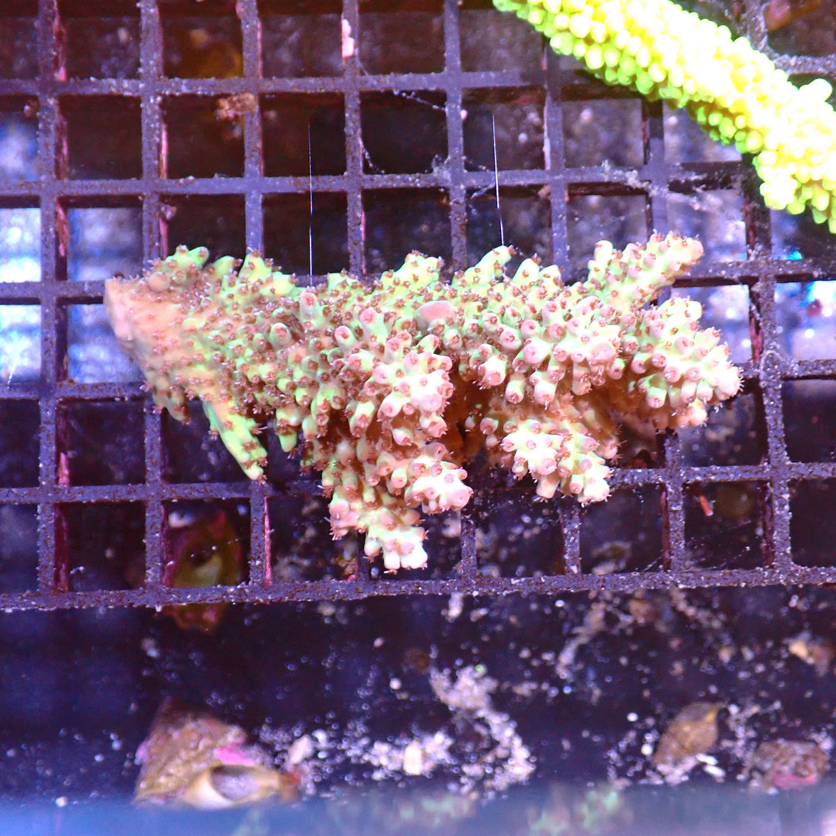 Acropora (SPS) AA013 | Acropora sp. at ← Red Sea 15k