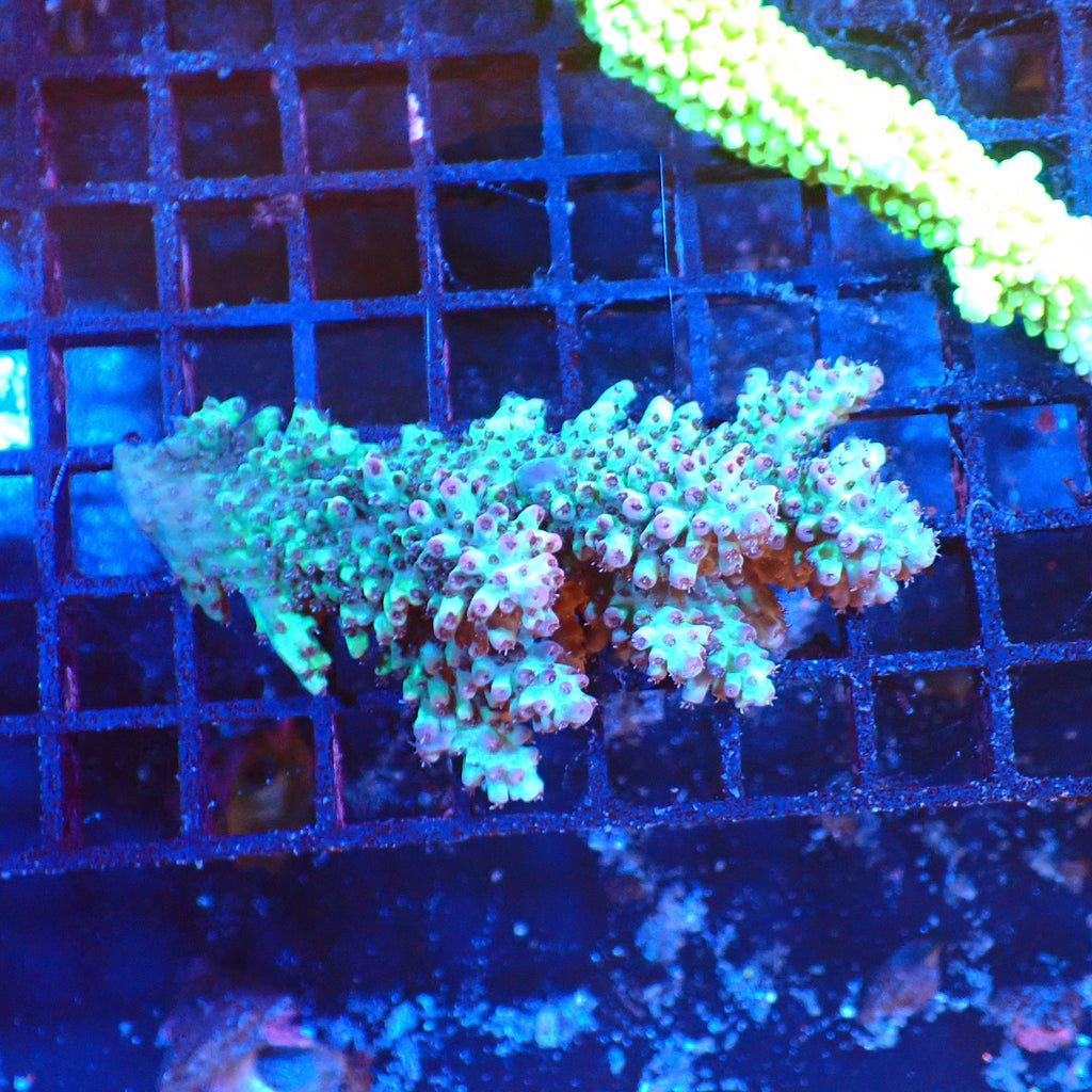 Acropora (SPS) AA013 | Acropora sp. - Red Sea 20K LED
