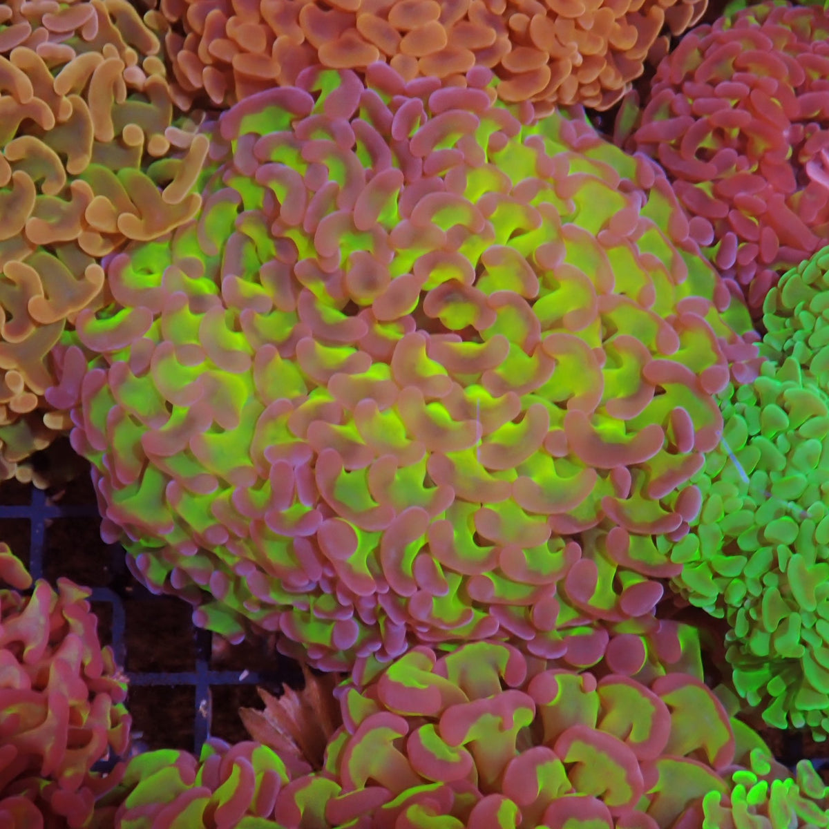 Euphyllia Ancora AA013 | Fimbriaphyllia ancora at ← Red Sea 15k