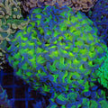 Euphyllia Ancora AA013 | Fimbriaphyllia ancora - Red Sea 20K LED