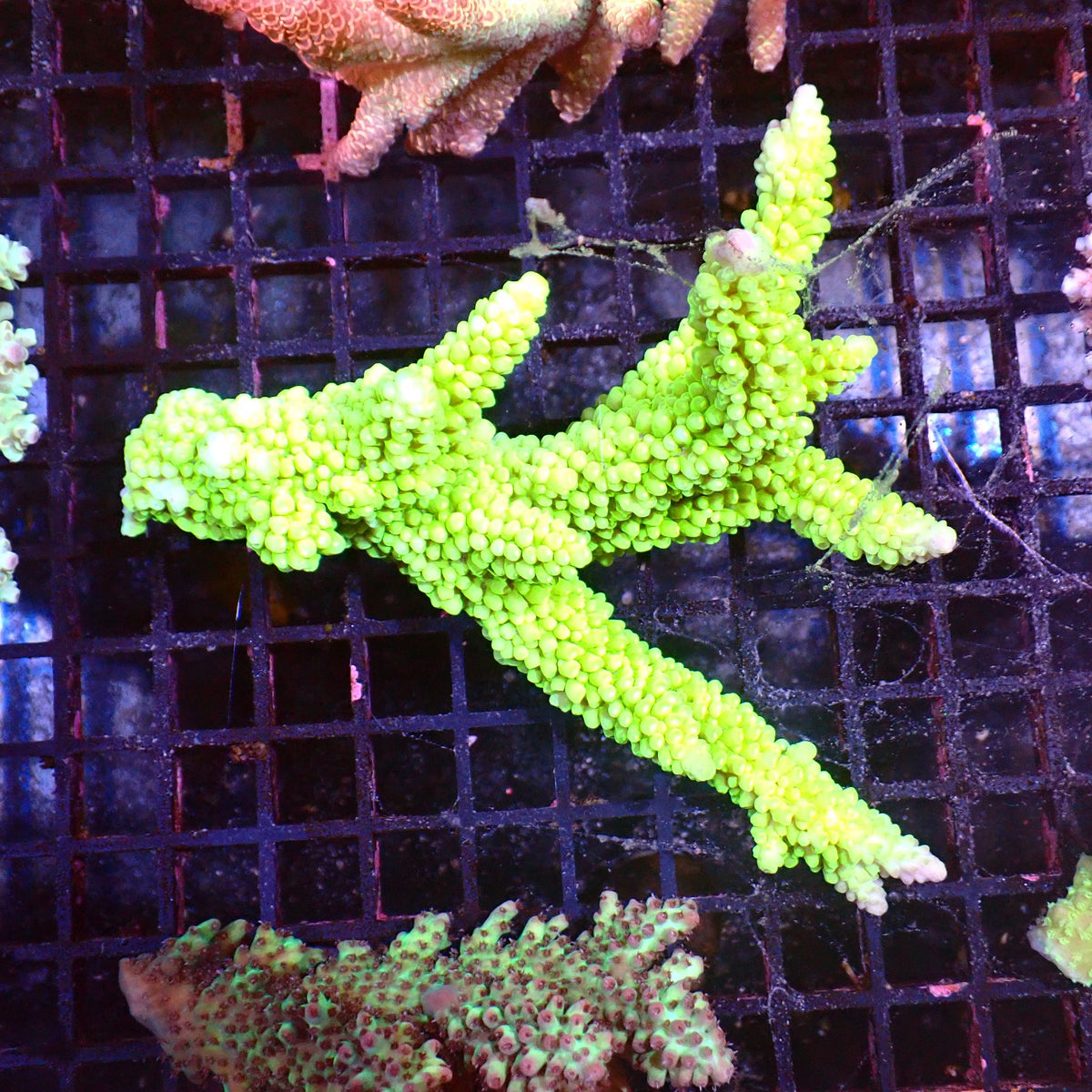 Acropora (SPS) AA014 | Acropora sp. - Red Sea 15K