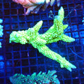 Acropora (SPS) AA014 | Acropora sp. - Red Sea 20K LED