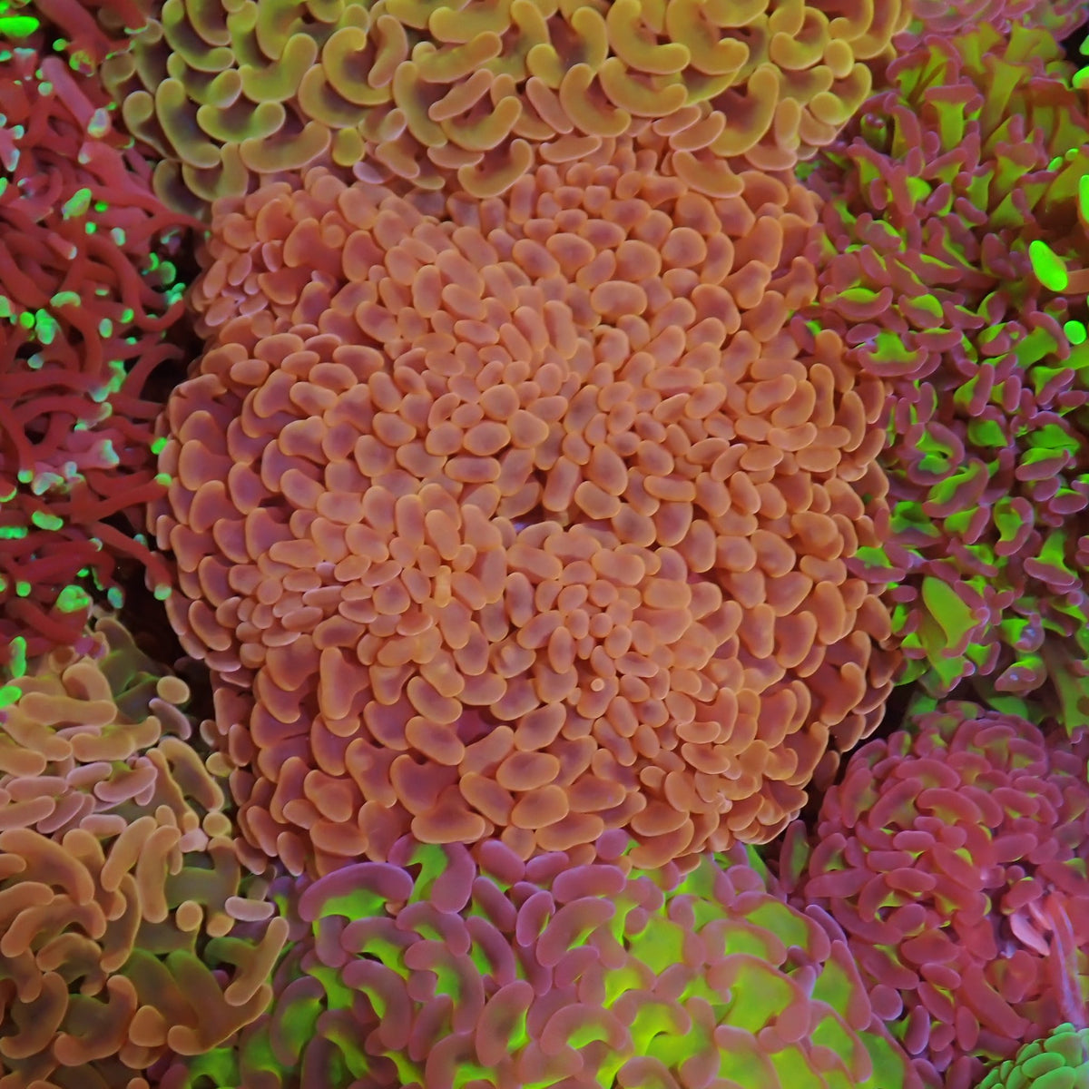 Euphyllia Ancora AA014 | Fimbriaphyllia ancora at ← Red Sea 15k