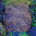 Euphyllia Ancora AA014 | Fimbriaphyllia ancora - Red Sea 20K LED