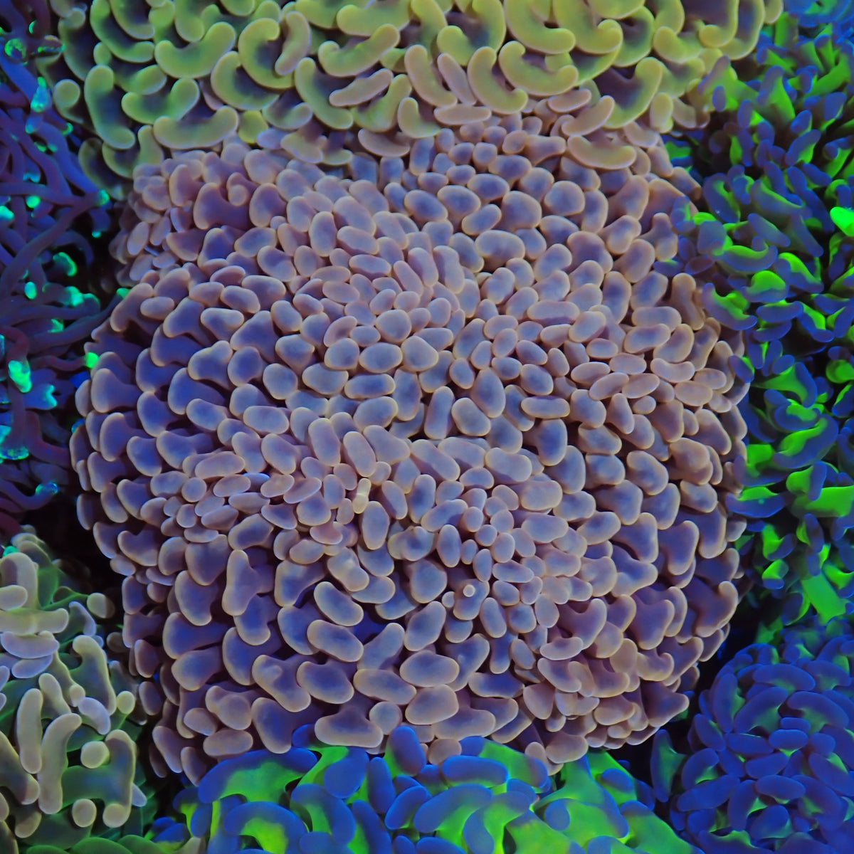 Euphyllia Ancora AA014 | Fimbriaphyllia ancora at Red Sea 20k →