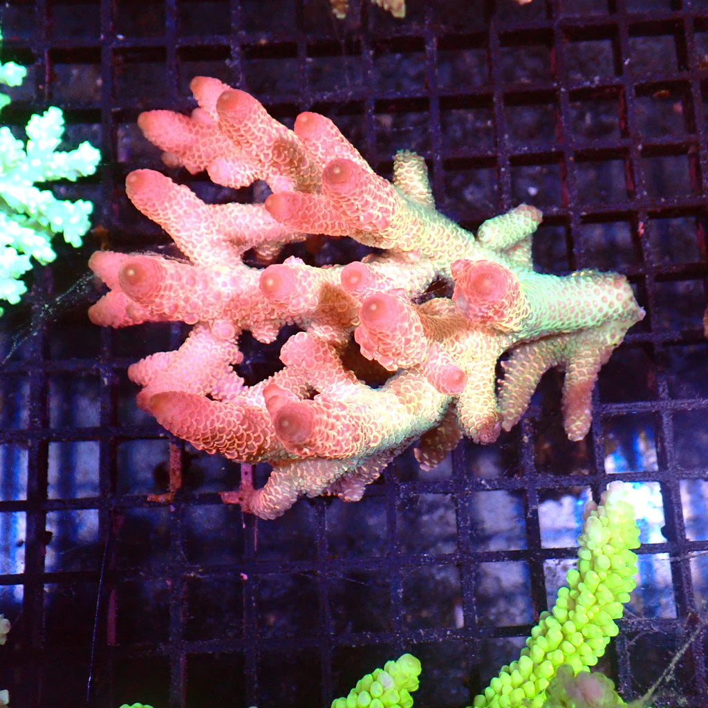 Acropora (SPS) AA015 | Acropora sp. - Red Sea 15K