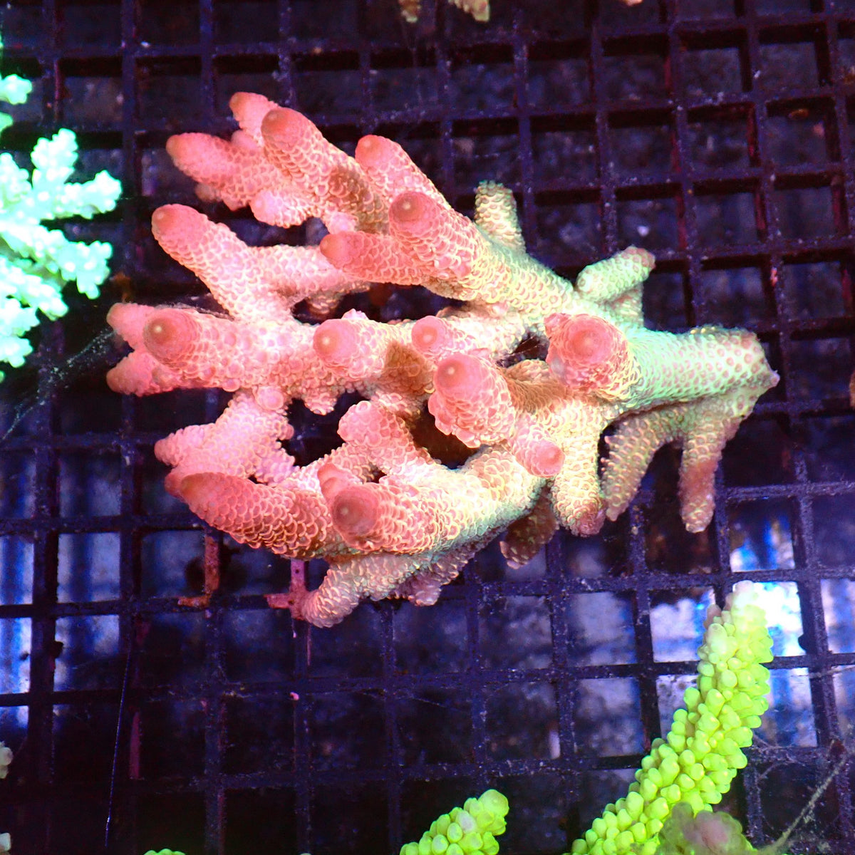Acropora (SPS) AA015 | Acropora sp. - Red Sea 15K
