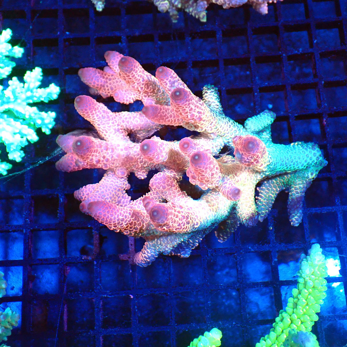 Acropora (SPS) AA015 | Acropora sp. - Red Sea 20K LED