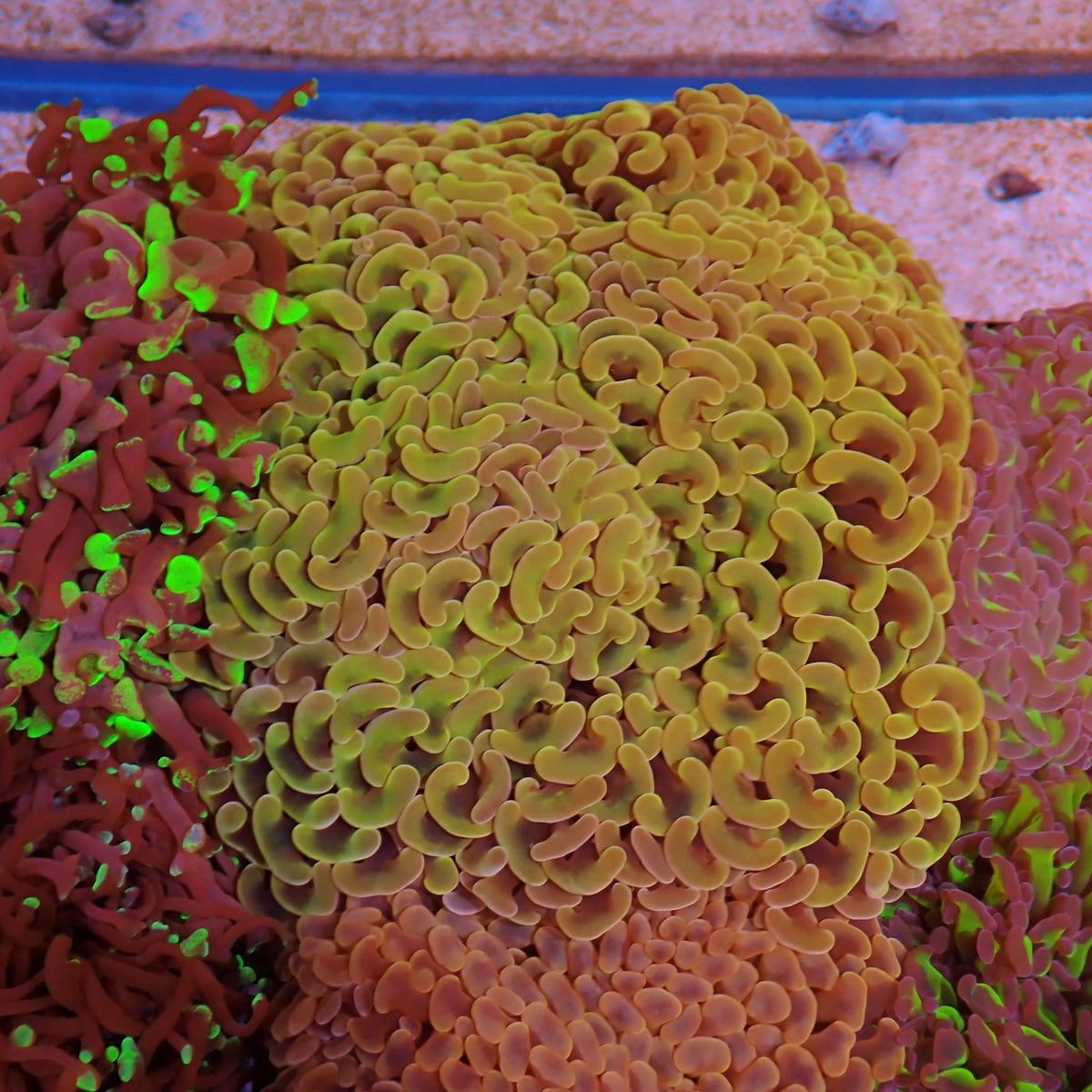 Euphyllia Ancora AA015 | Fimbriaphyllia ancora at ← Red Sea 15k