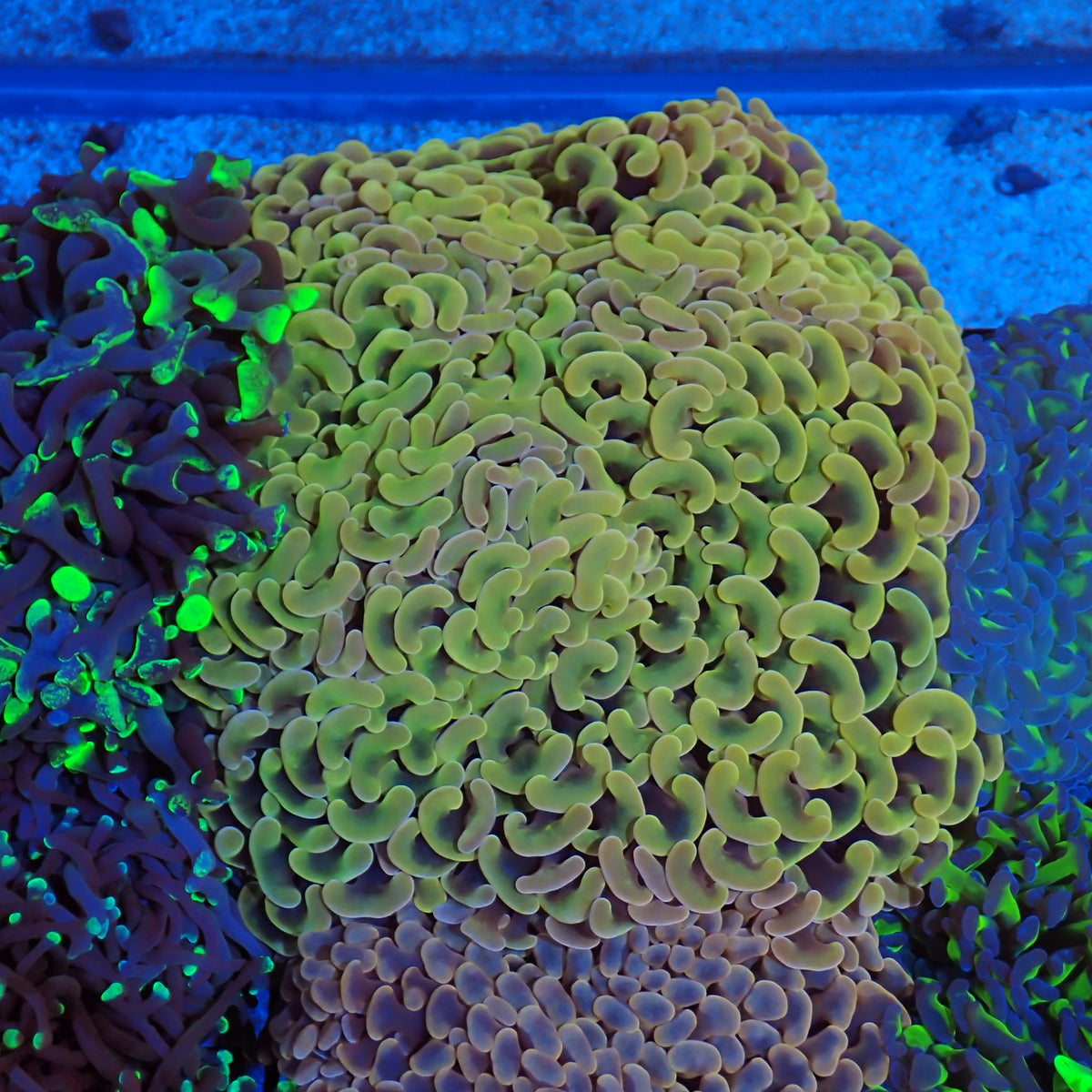 Euphyllia Ancora AA015 | Fimbriaphyllia ancora - Red Sea 20K LED