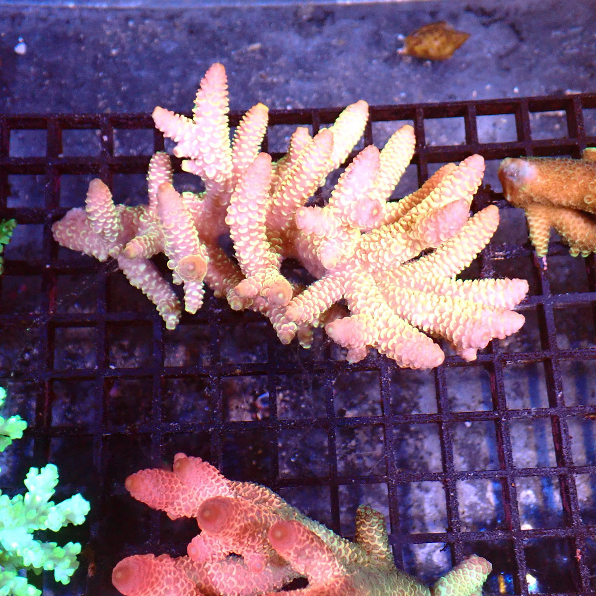 Acropora (SPS) AA016 | Acropora sp. at ← Red Sea 15k