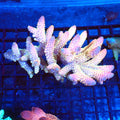 Acropora (SPS) AA016 | Acropora sp. - Red Sea 20K LED