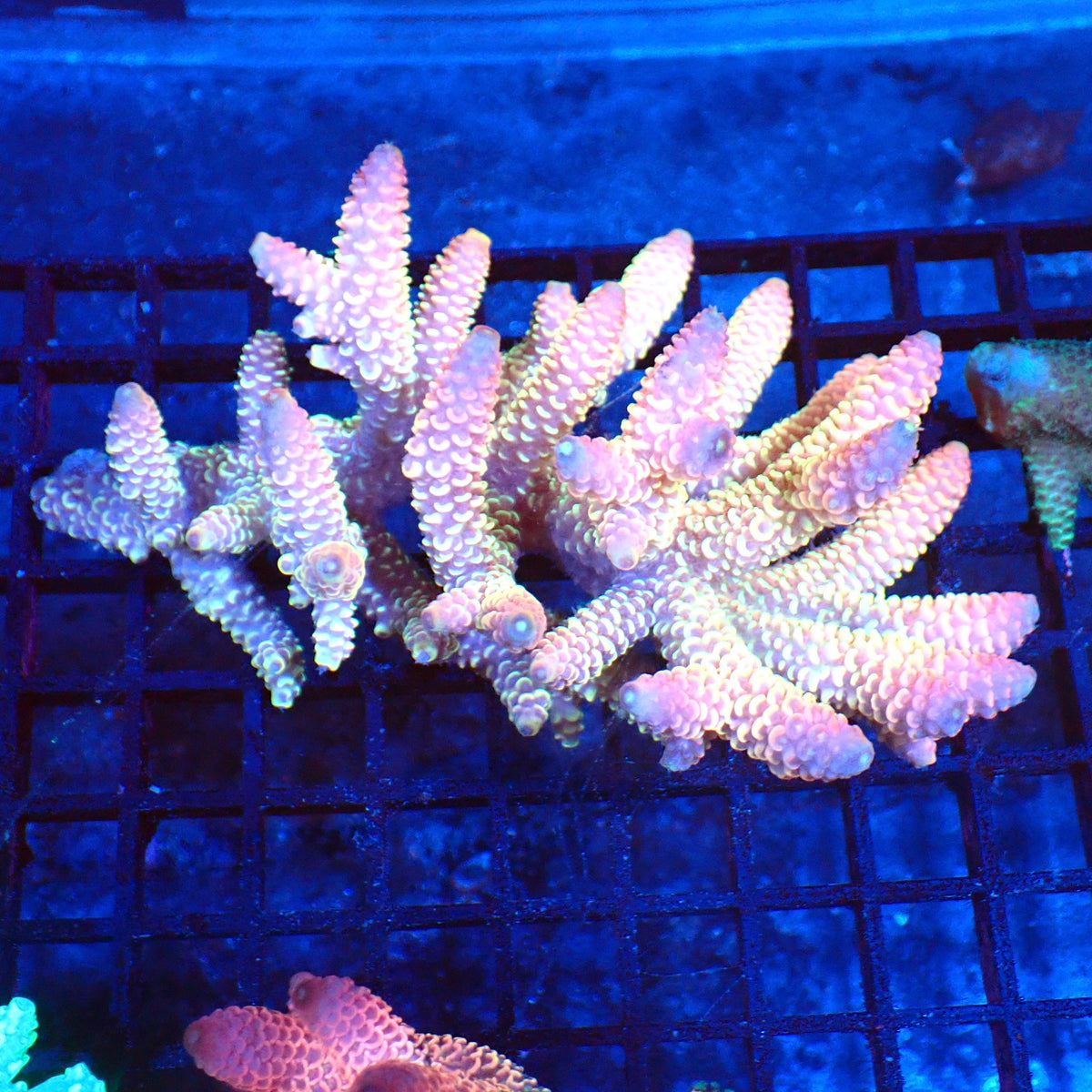 Acropora (SPS) AA016 | Acropora sp. at Red Sea 20k →