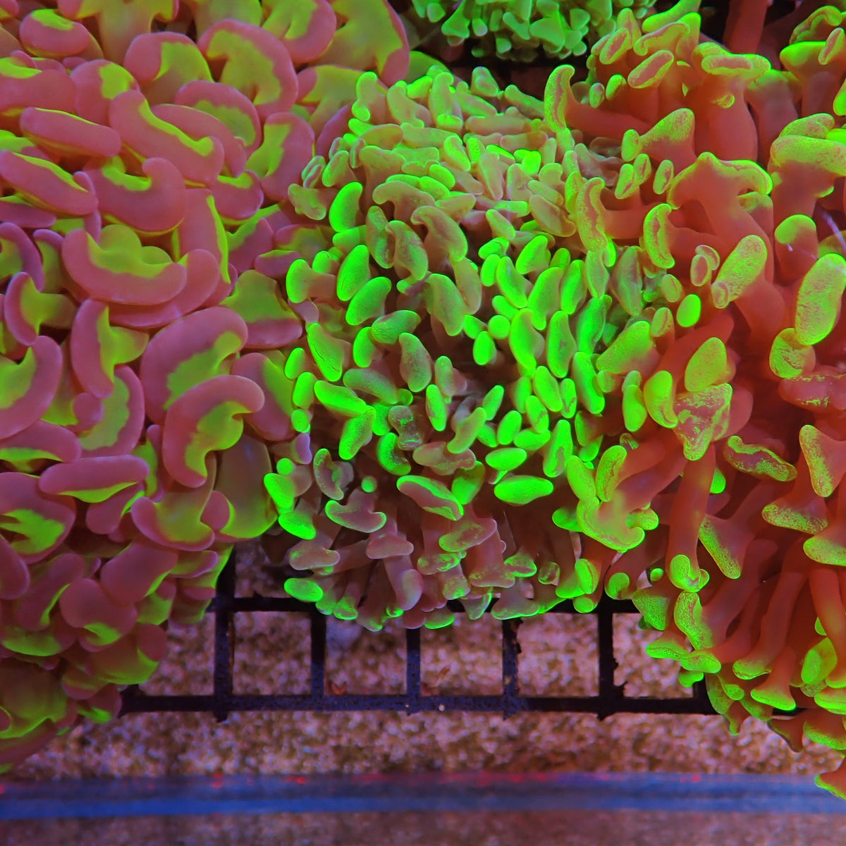 Euphyllia Ancora AA016 | Fimbriaphyllia ancora at ← Red Sea 15k