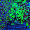 Euphyllia Ancora AA016 | Fimbriaphyllia ancora - Red Sea 20K LED