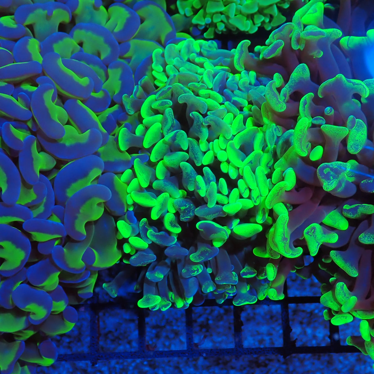 Euphyllia Ancora AA016 | Fimbriaphyllia ancora at Red Sea 20k →