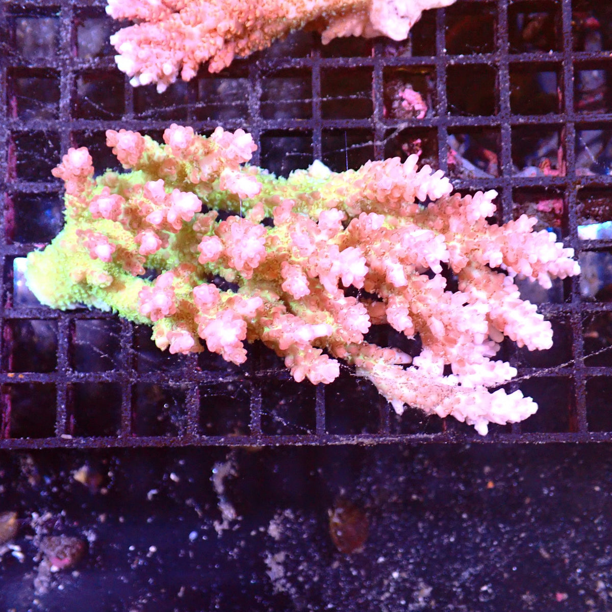 Acropora (SPS) AA017 | Acropora sp. - Red Sea 15K
