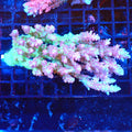 Acropora (SPS) AA017 | Acropora sp. - Red Sea 20K LED