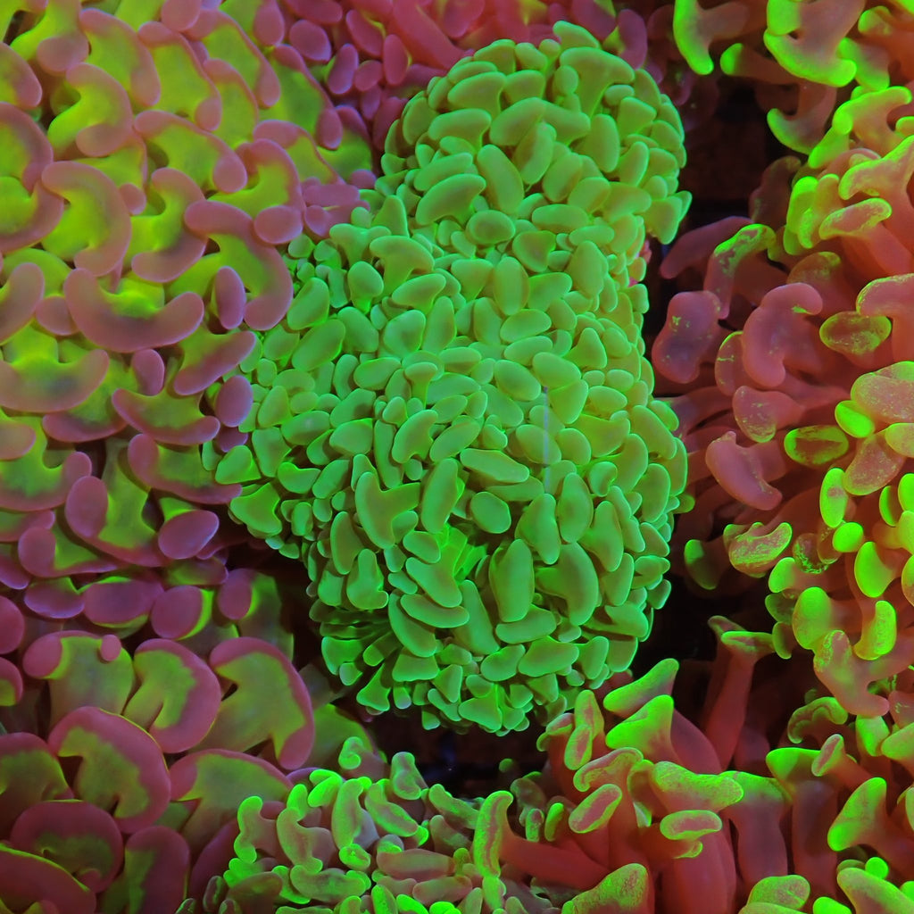 Euphyllia Ancora AA017 | Fimbriaphyllia ancora - Red Sea 15K