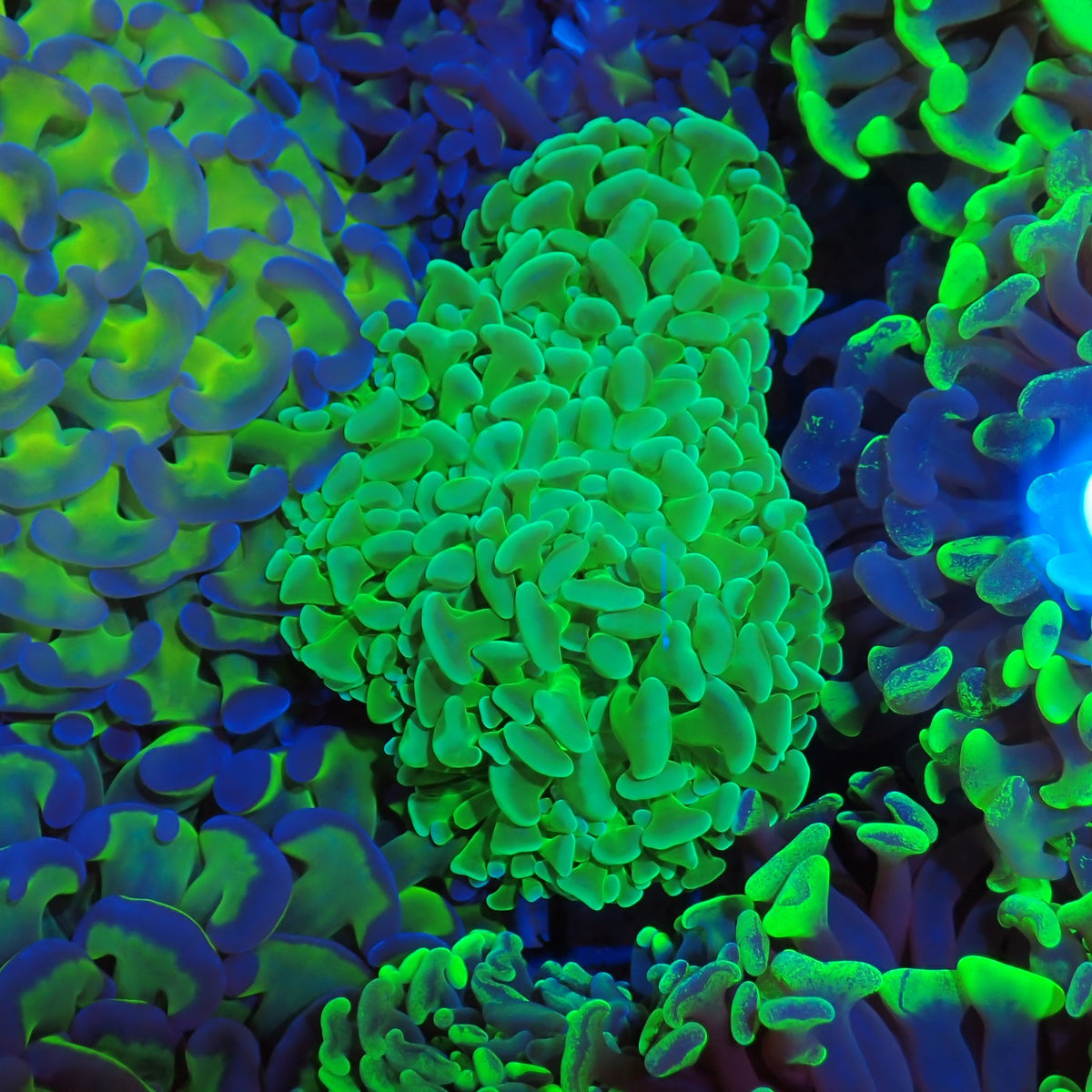 Euphyllia Ancora AA017 | Fimbriaphyllia ancora - Red Sea 20K LED