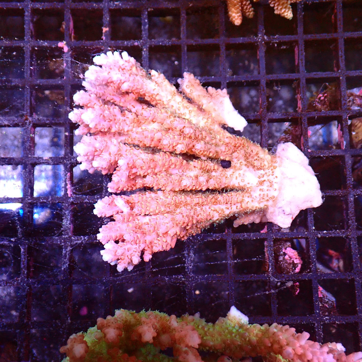 Acropora (SPS) AA018 | Acropora sp. at ← Red Sea 15k